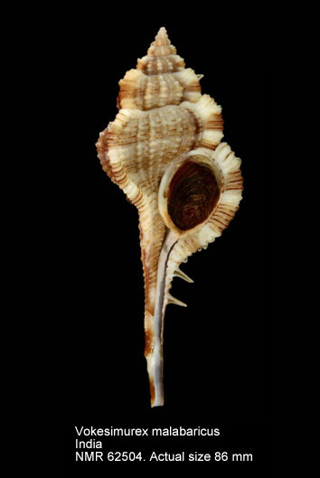 Vokesimurex malabaricus (2).jpg - Vokesimurex malabaricus(E.A.Smith,1894)